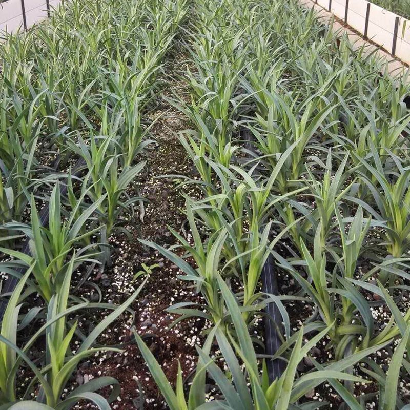 康乃馨花苗多头重瓣阳台庭院大花绿植花卉四季母亲节易活盆栽切花 红色康乃馨(送养护说明) 6颗