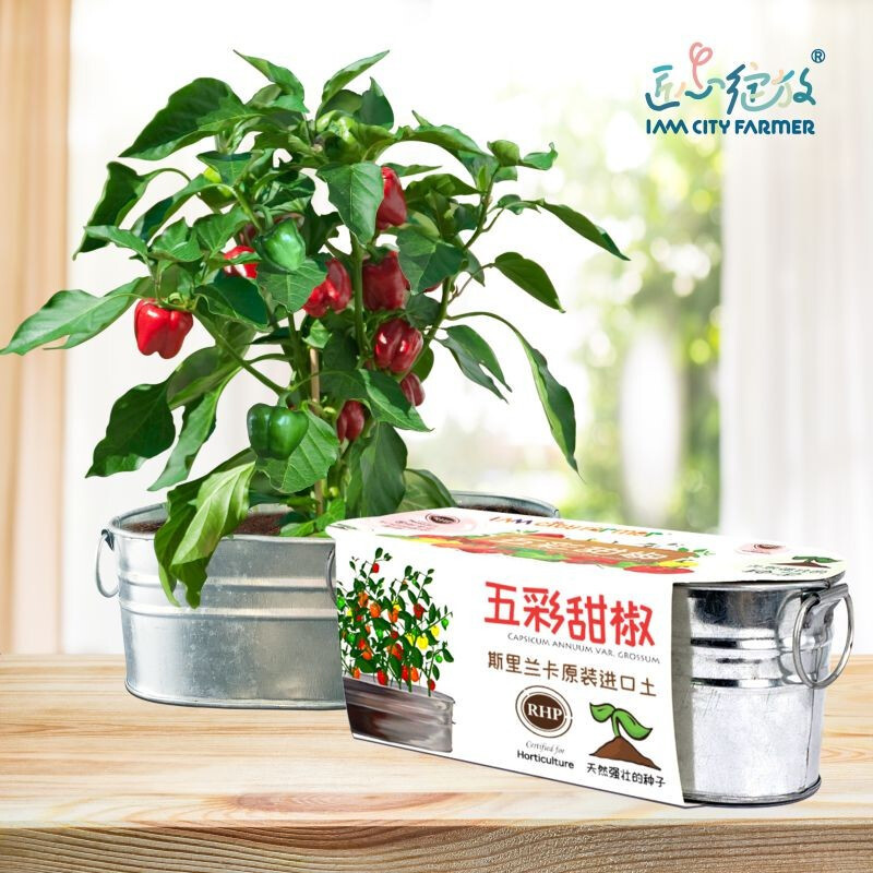 机乐堂(JOYROOM) 考拉精灵蘑菇盒子+IAM City Farmer盆栽甜椒 DIY趣味种植盆栽