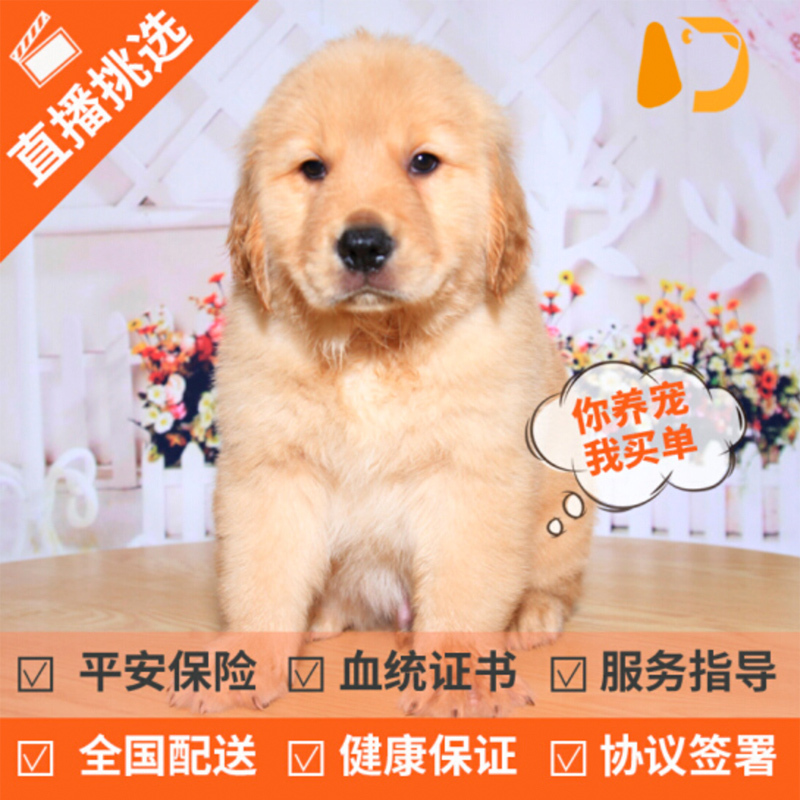 宠太萌 宠物狗活体幼犬 金毛活体 幼犬 金毛犬 全国发货 三个月宠物金毛狗狗 金毛血统ss级 公