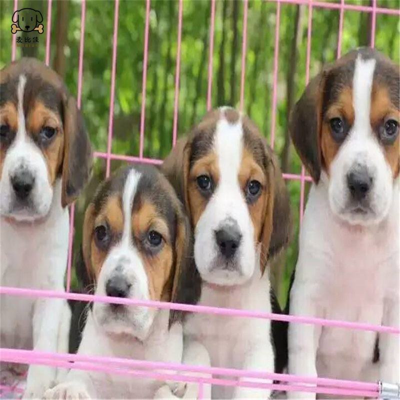 麦比佳宠物比格狗狗活体花色比格犬幼犬纯种血统级比格 短毛米格鲁猎兔犬比格猎狗高智商家养中小型犬视频挑选高清大图