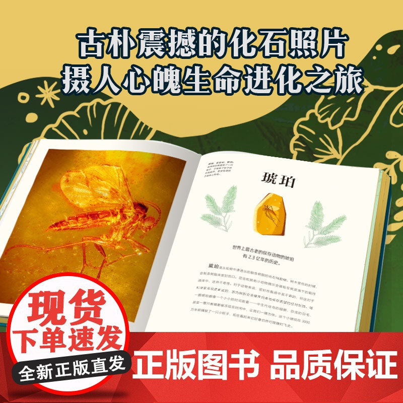 DK远古生物大发现 安苏亚钦萨米图兰著 超人气科普大V江氏小盗龙审校 值得珍藏的古生物大书 中信出版社图书正版高清大图