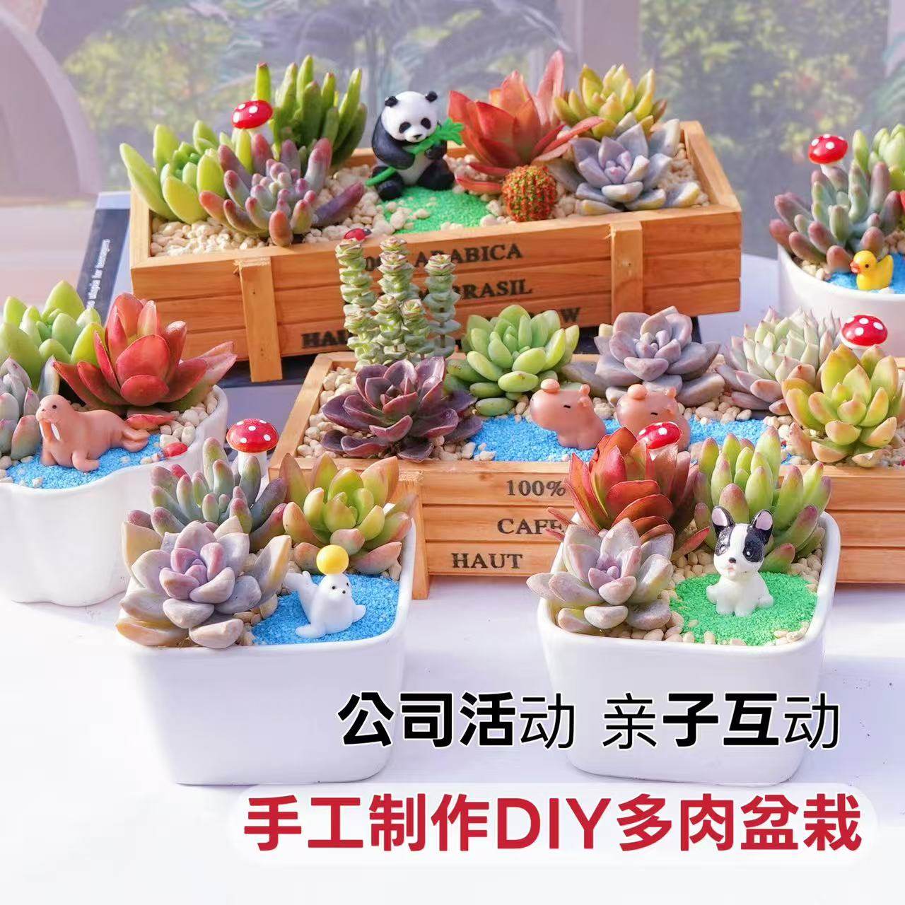 iChoice 多肉植物组合盆栽含盆含土创意diy拼盘花盆肉肉植物室内绿植花卉 夏日荷塘高清大图
