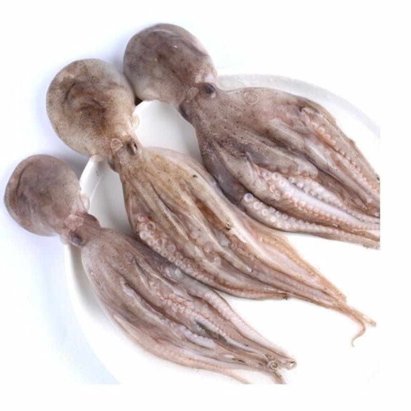 赛卡伊新鲜八爪鱼海鲜鲜活水产火锅食材大章鱼爆头鲜活