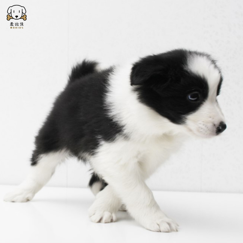 麦比佳 纯种边境牧羊犬幼犬边牧狗狗活体幼犬 双血统赛级高品质黑白三通牧羊犬 高智商边境宠物狗三通七白大围脖 可视频挑选高清大图
