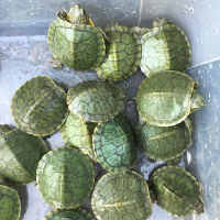 马特维（matewei）宠物活体红小乌龟宠物龟巴西炫彩七彩色中华龟苗地图彩龟鳄龟_0 1至3厘米送5g龟粮 翡翠巴西龟