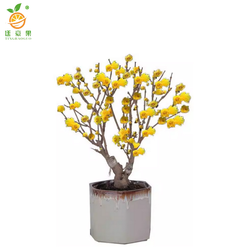 廷豪果 腊梅 2公分粗60-80cm高 /棵高清大图
