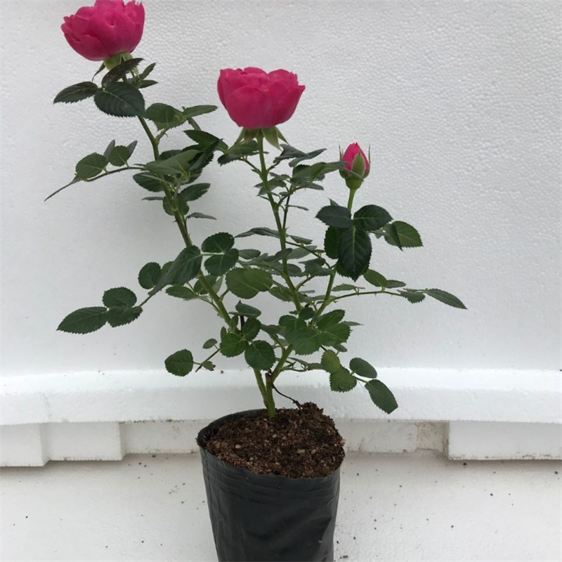 欧月藤本月季花苗 盆栽欧月小苗蔷薇庭院爬藤植物攀援四季开花