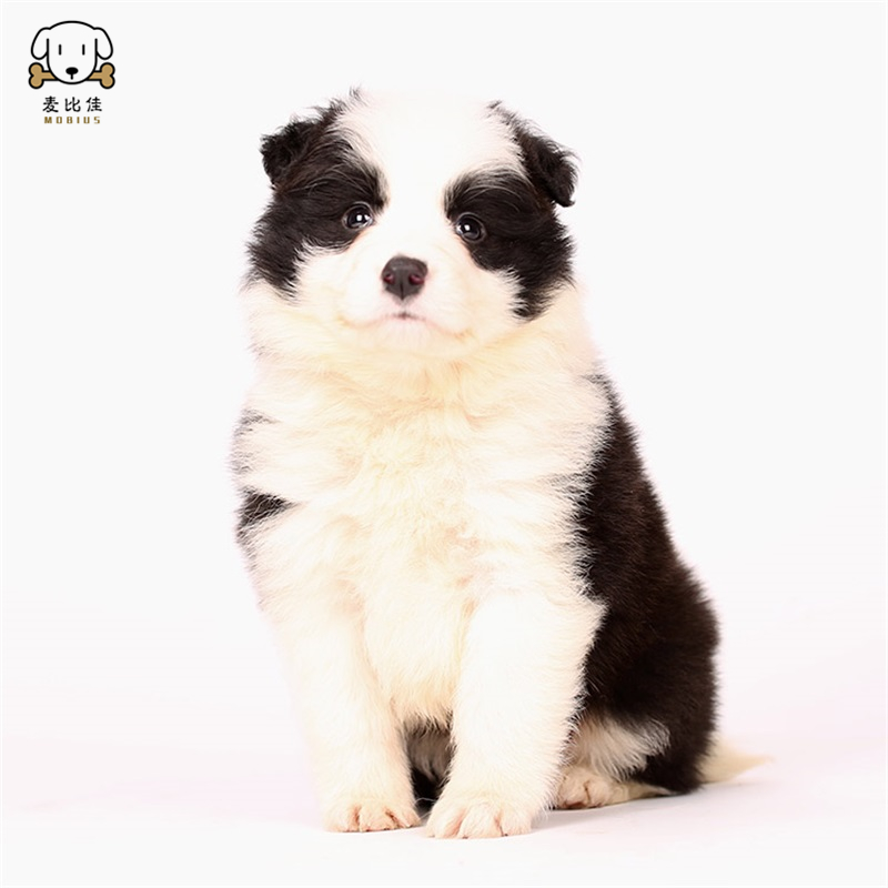 边牧幼犬 纯种变边境牧羊犬狗狗活体 双血统级高品质边境宠物狗三通七白大围脖黑白边牧犬赛级高智商牧羊犬