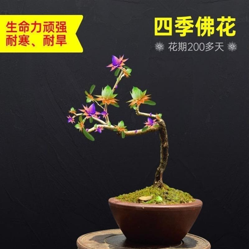 天然檀香苗平安聚财纳福金莲花苗盆栽花卉南北方种植耐寒驱蚊驱