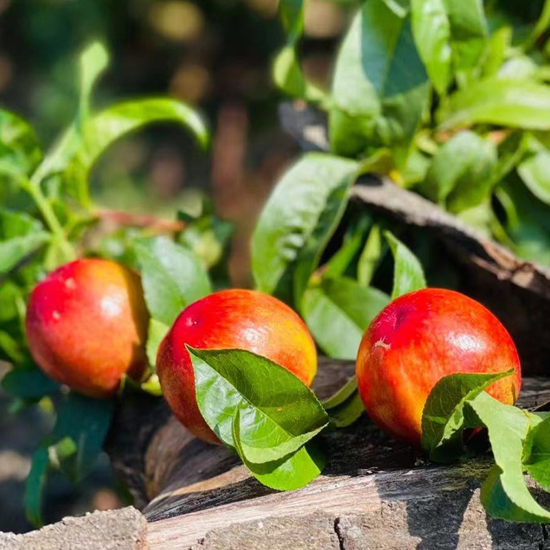 攀枝花黄心小油桃当季鲜果现采现发视频