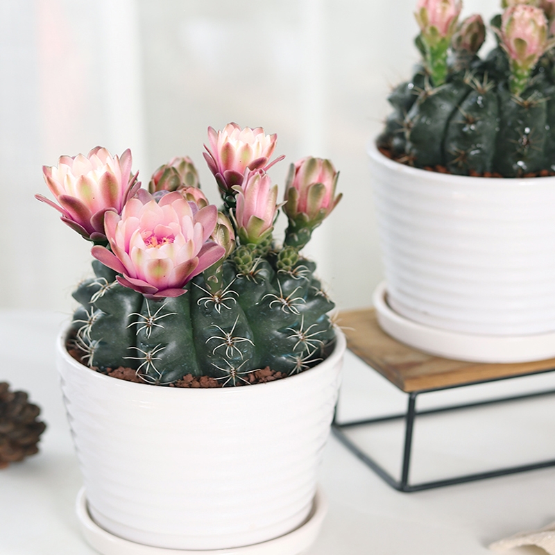 回固开花品种绯花玉仙人球盆栽室内花卉仙人掌桌面多肉植物超大观赏