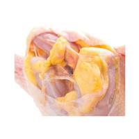 生鸡油1箱 5斤 鸡板油 新鲜鸡肉 产发YQ