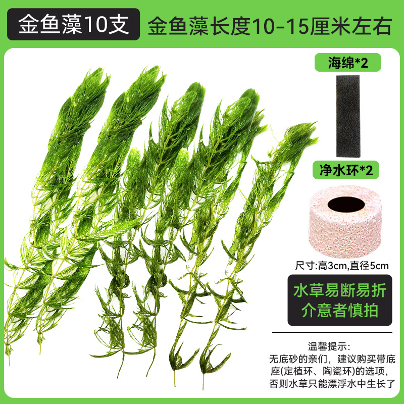 金鱼藻蜈蚣草水草植物绿菊鱼缸造景水培真草养鱼草缸绿植净水新手