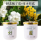 栀子花香薰家用卧室内持久留熏香氛厕所除臭卫生间房间空气清新剂