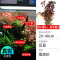 鱼缸造景莫斯沉木水榕无土植物懒人增氧真水草趴地矮珍珠陀草