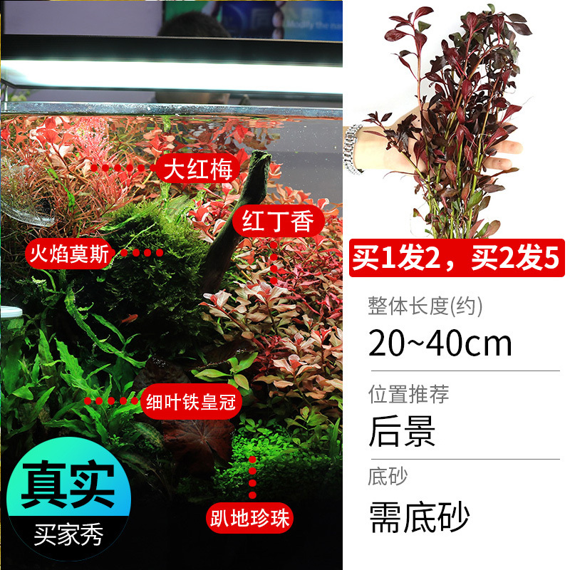 鱼缸造景莫斯沉木水榕无土植物懒人增氧真水草趴地矮珍珠陀草