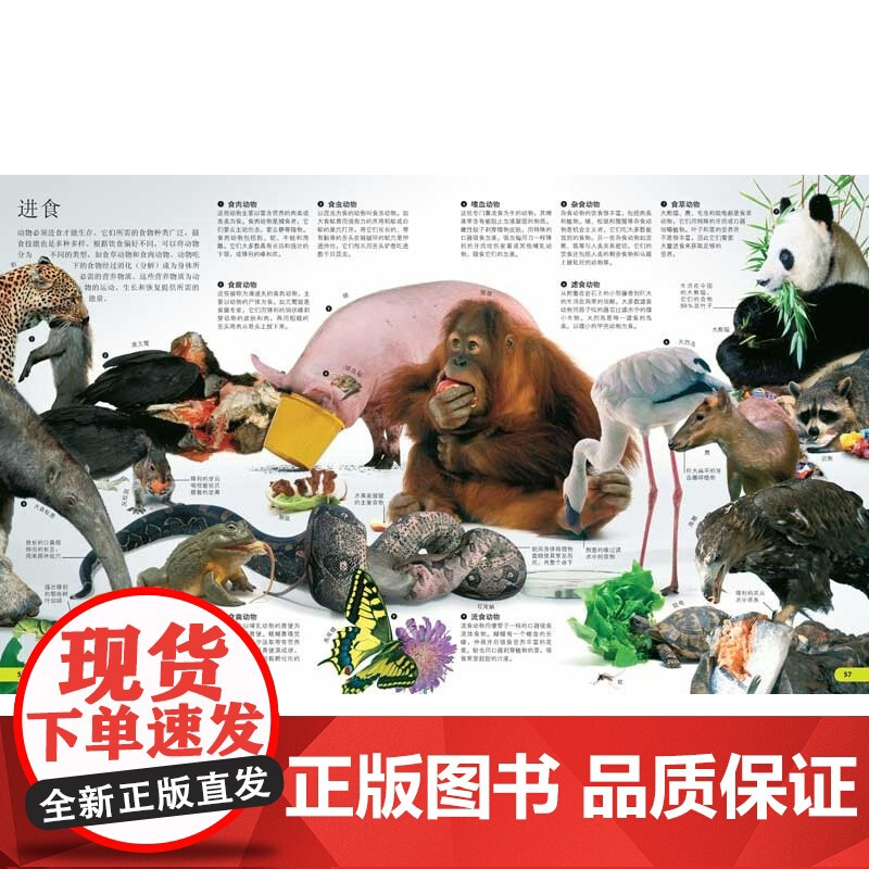 DK儿童视觉百科全书 动物 11-14岁 英国DK公司 著 科普百科高清大图