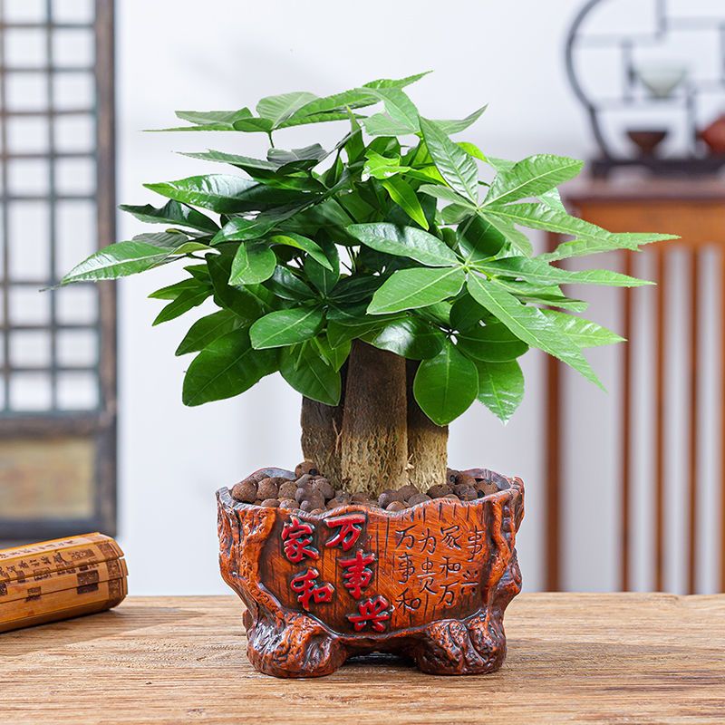 发财树盆栽绿植室内花卉客厅招财旺宅四季常青摇钱树好养活小盆景