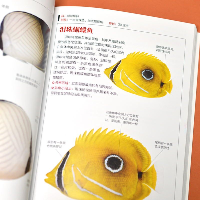 [醉染正版]观赏鱼图鉴自然科学读物 海洋生物养殖鱼类科普百科全书图鉴书籍 鱼缸观赏鱼养殖热带海水鱼淡水鱼冷水性鱼饲养指南高清大图