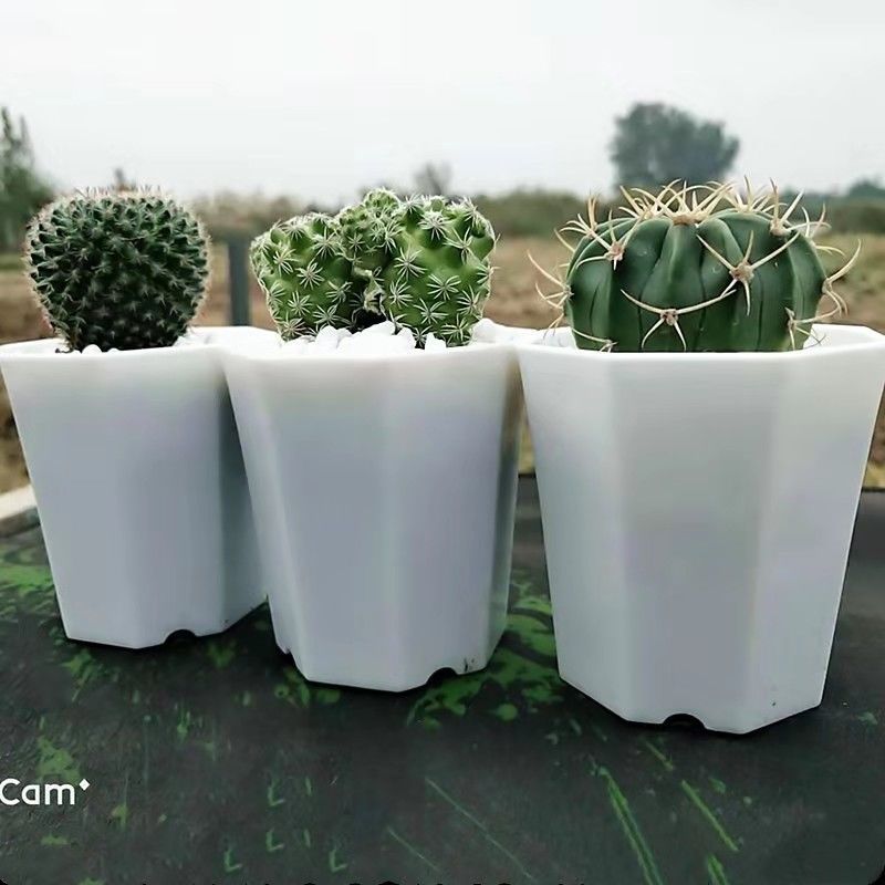 含花盆多肉植物仙人球多肉盆栽室内花卉花苗芦荟盆栽植物室内四季3种小仙人球含盆土报价 参数 图片 视频 怎么样 问答 苏宁易购