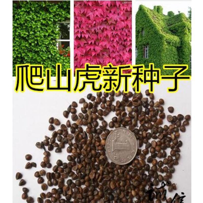 静谧园艺用品新采爬山虎种子攀援五叶地锦爬藤三叶爬墙虎花卉种子四季易种包邮 价格图片品牌报价 苏宁易购弘善园林专营店