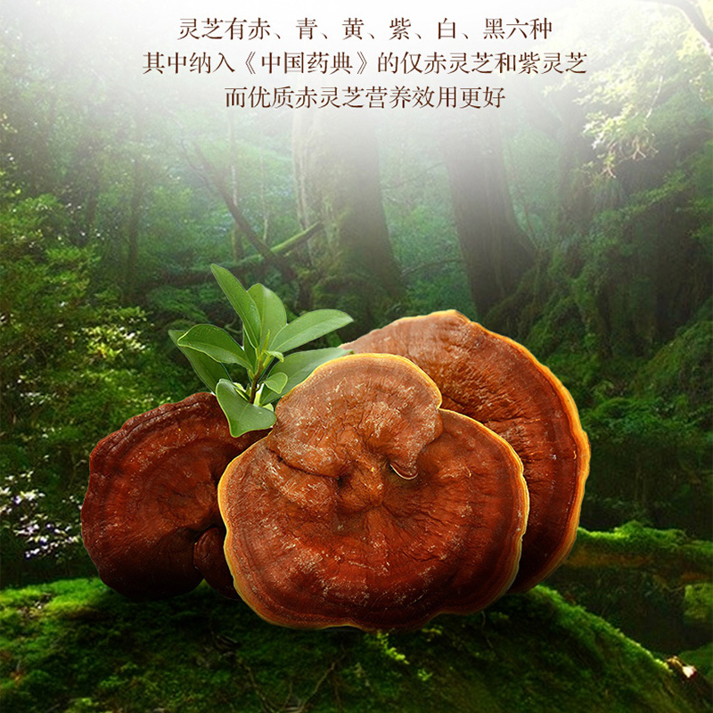 大野领御三金牌破壁灵芝孢子粉胶囊