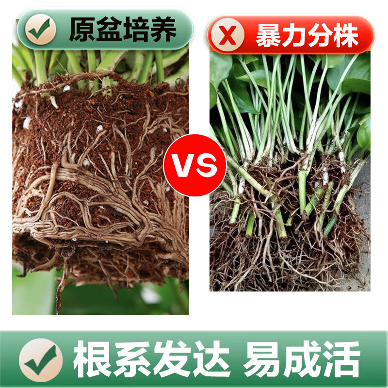 双盟 绿萝盆栽绿植办公室新房净化空气 180加仑2盆装高清大图