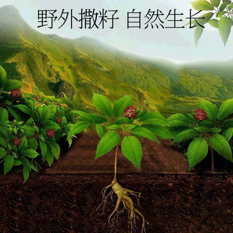 青源堂牌 人参 林下山参 3~4支 20克 健康礼盒 精选长白山山参林下参移山参礼