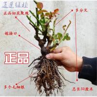 新春特价当年开花玫瑰花苗绿植盆栽花卉赛蔷薇花苗玫瑰月季6.8元一颗进口法进口法国大红不含盆