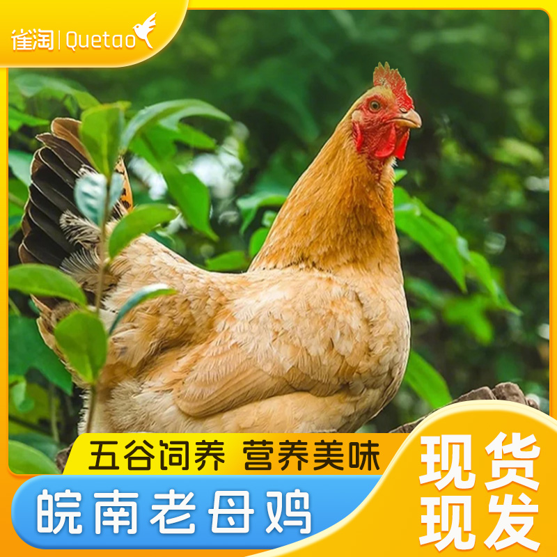 雀淘 皖南黄油老母鸡2.6-2.9斤/只 1只装 新鲜现杀冷冻净膛慢养走地鸡