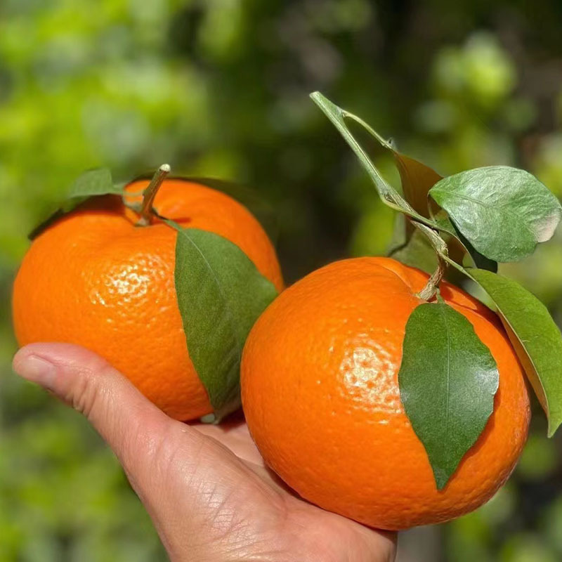 现摘攀枝花新鲜沃柑当季水果