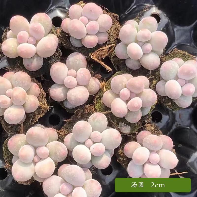 [补贴10%]多肉植物组合盆栽好养套装花卉小盆栽懒人植物老桩桌面法师不需 2cm汤圆*3颗