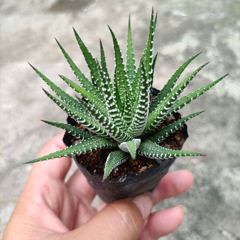 条纹十二卷十二稿多肉植物耐阴好养创意肉肉花卉办公室吸甲醛绿植 小