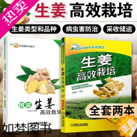 [正版]套装 生姜栽培种植技术 共2本 生姜高效栽培+图说生姜高效栽培 全彩版 种植苗 轮作间作套种技巧机械工业出版社