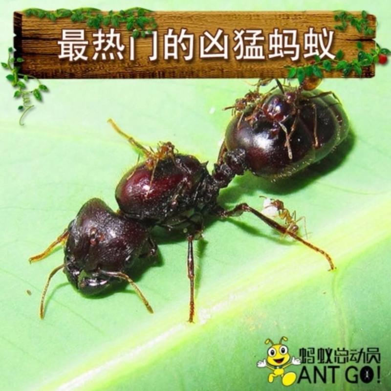 1后100工 全异巨首蚁盲切叶蚁特化兵蚁宠物产卵蚁后活体活物繁殖好养大型