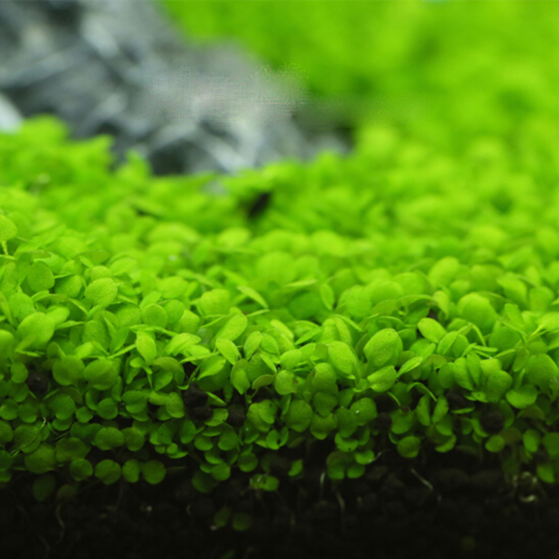 正楷水草种子水族造景大对叶迷你对叶鱼缸前景草后景草速成草坪种子水族世界视频介绍 正楷水草种子水族造景大对叶迷你对叶鱼缸前景草后景草 速成草坪种子水族世界功能演示视频 苏宁易购 正楷水草种子水族造景大对叶迷你对叶鱼缸前景草后景草速成草坪种子水族世界视频介绍 正楷水草种子水族造景大对叶迷你对叶鱼缸前景草后景草 速成草坪种子水族世界功能演示视频 苏宁易购