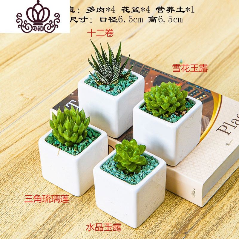 封后 Fenghou 园艺用品封后多肉植物含盆带土组合小盆栽室内肉肉花植物多肉花盆营养土绿植多肉 套组十 图示4颗含盆 价格图片品牌报价 苏宁易购战狼家居专营店
