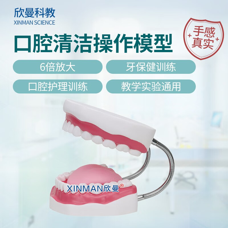 欣曼科教 口腔护理模型 牙保健模型 口腔清洁操作模型XM-KQA