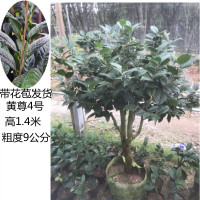 茶族皇后金花茶防城尊凹迈绿植盆栽茶花嫁接苗带花苞货嫁接21号含盆