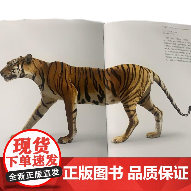 [正版]广东省博物馆藏品大系·动植物卷 文物 动物 植物 动植物 生物 自然 标本 中药 华南虎 中华白海 文物出版高清大图