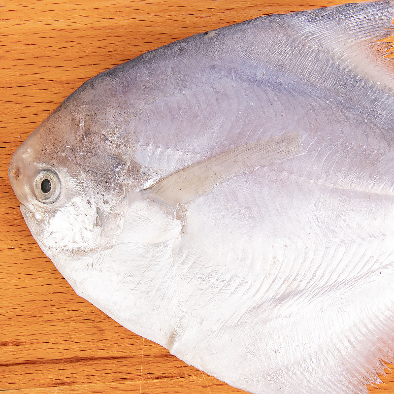 好拾味白鲳鱼500g57条冷冻海鲜水产鳊鱼银鲳鱼生鲜鱼类