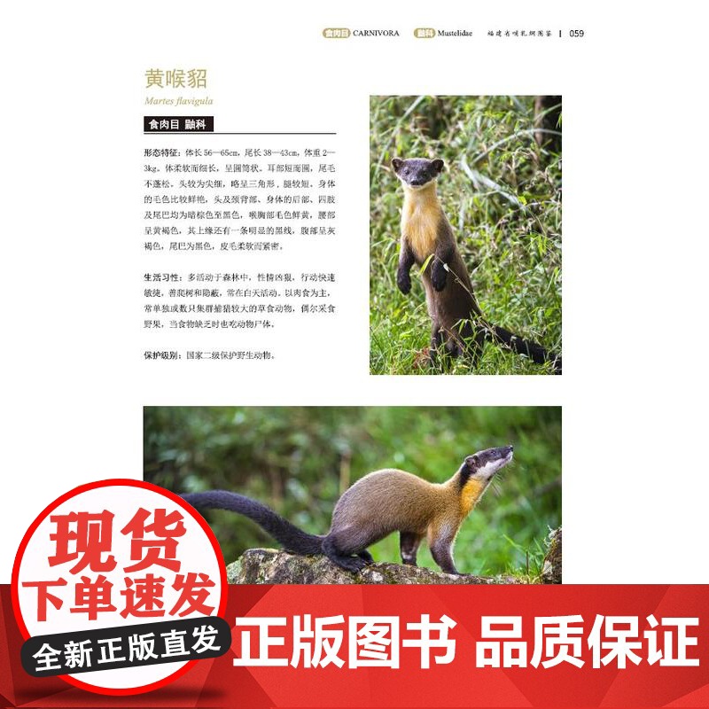 [店]福建省哺乳纲图鉴高清大图