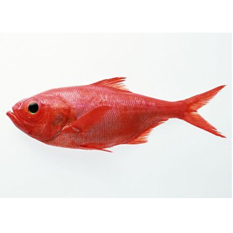 新鲜红鱼杀好