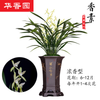 绿植花卉兰花苗【香素】建兰四季兰大凤素不带花苞办公室内盆栽花卉盆栽盆景培多肉耐绿植物香素1棵3苗不带花苞裸根不