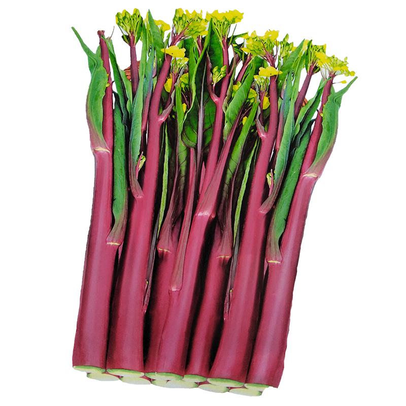 悦芳华菜心甜芥菜苔 卷叶菜心 白菜苔 油菜种籽阳台家庭盆栽四季增迟菜心多芽农家四季种子图片 高清实拍大图 苏宁易购