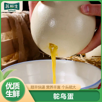 【苏鲜生】顺丰快递 新鲜鸵鸟蛋 3斤/个 食用超大蛋可 鲜蛋送礼雕刻 大蛋 1