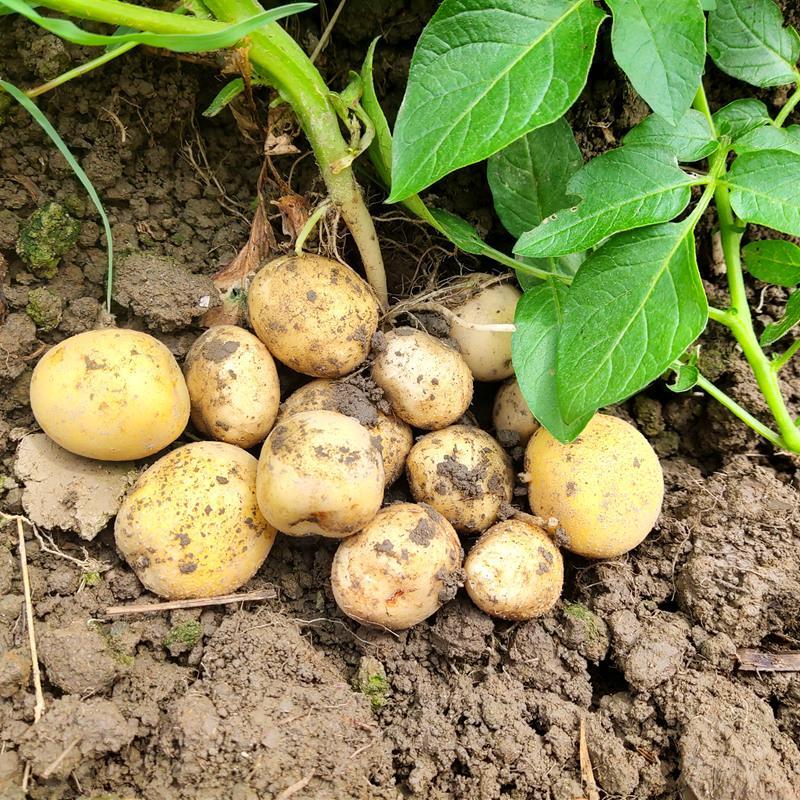四川小土豆农家自种迷你小土豆新鲜蔬菜马铃薯带箱10斤