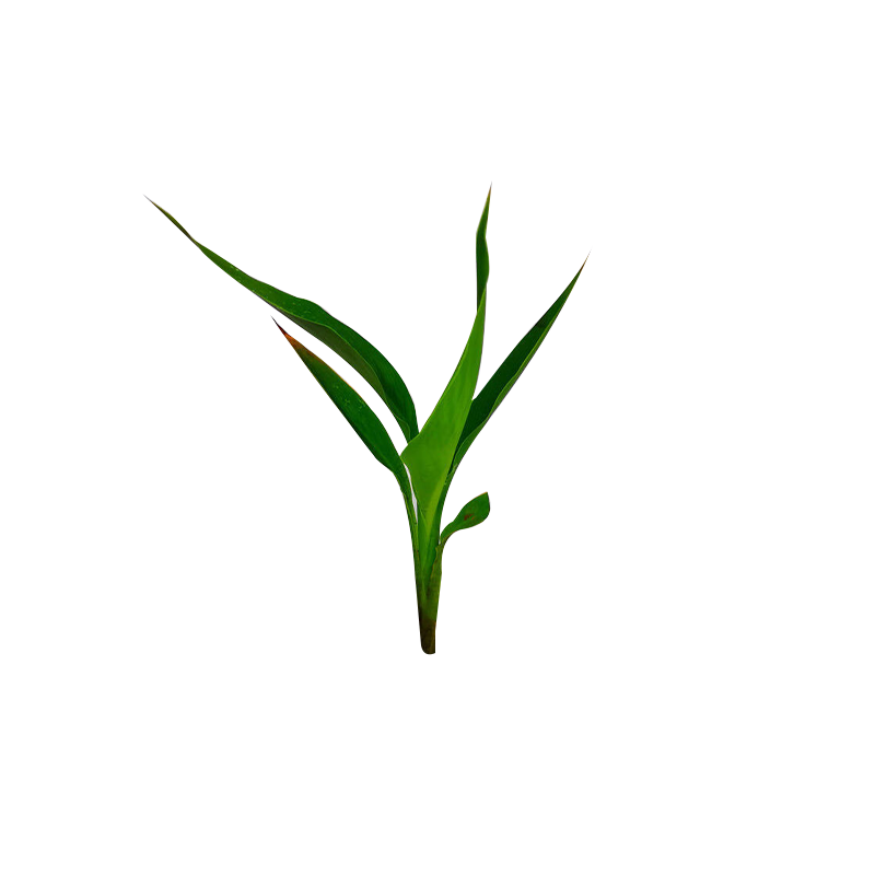 御恒泰兰焦5-10cm/棵高清大图