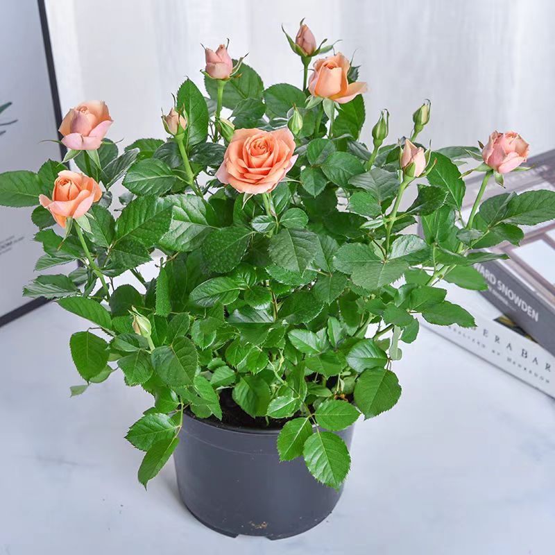 诚智旺 月季 YJH-5 /束高清大图