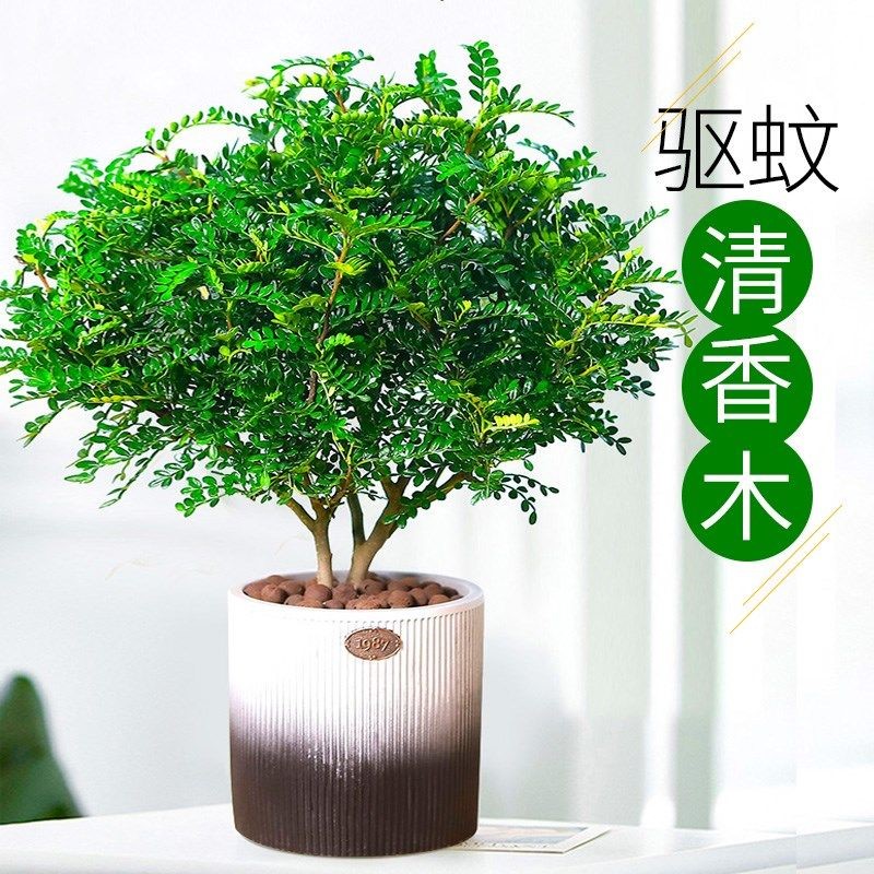 [补贴10%]清香胡椒木盆栽花卉室内外驱蚊草植物树苗老桩盆景九里香绿植客厅高清大图